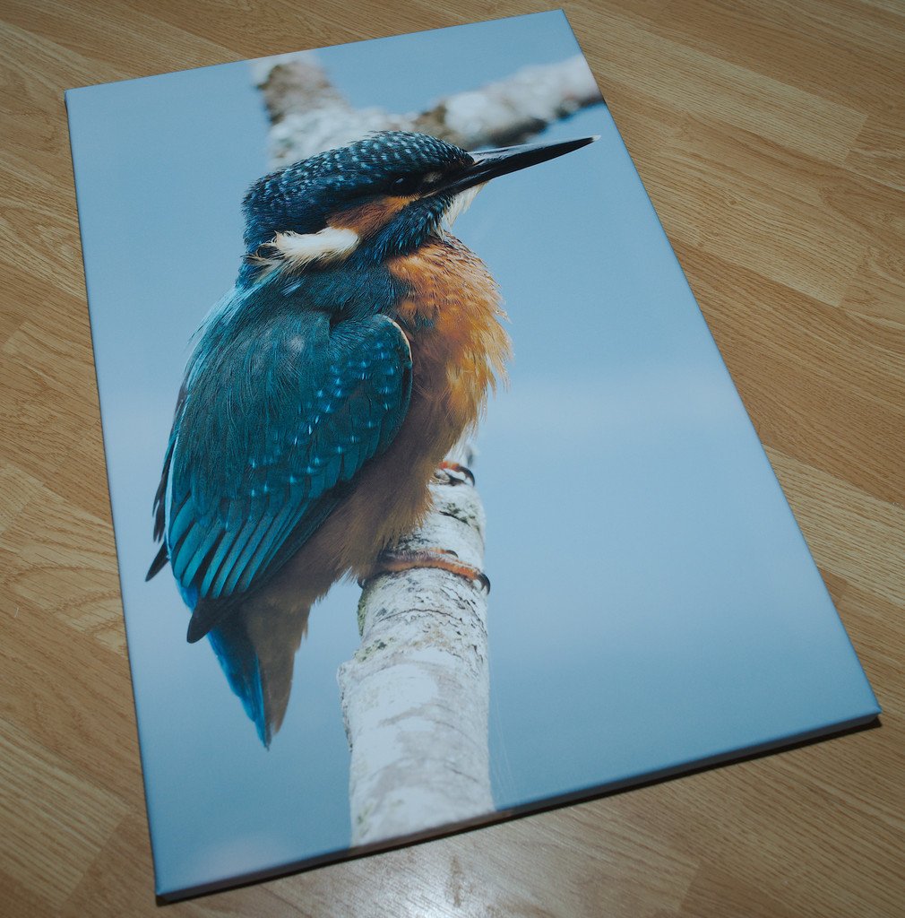 Picanova Kingfisher