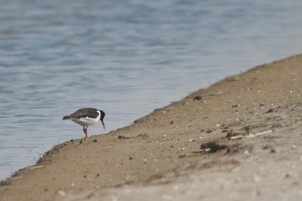 Oystercatcher