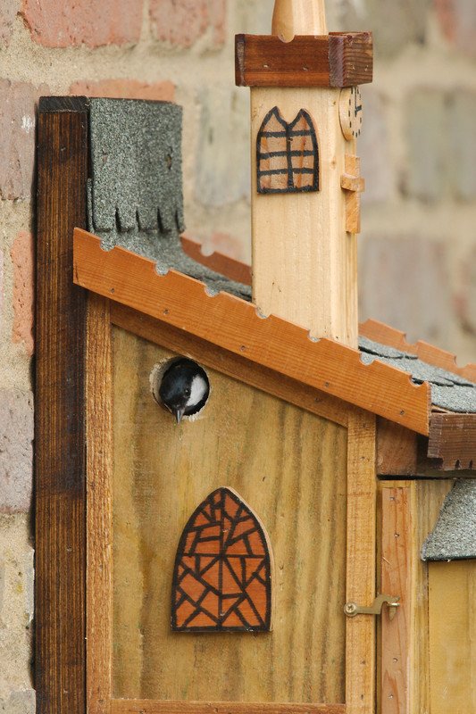 Great Tit Goes to Church