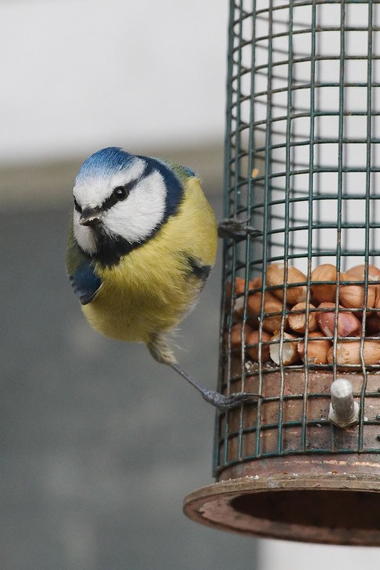 A Blue Tit’s Nuts
