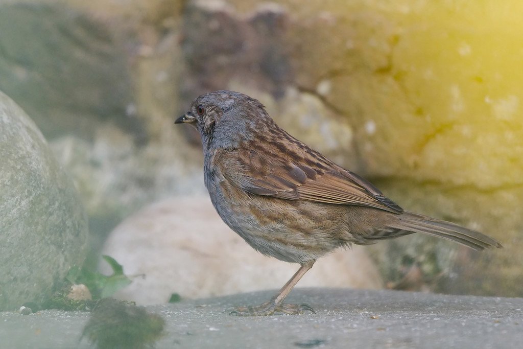 Dunnock