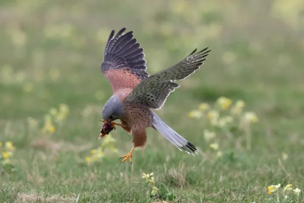 Wildlife