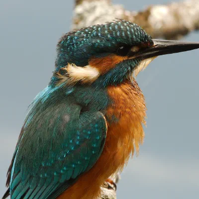 DSC_9554.jpg