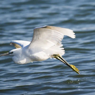 Egret